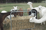 Alpaca Feeders